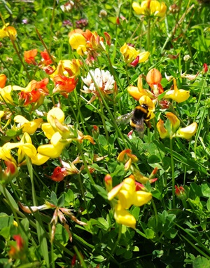 Bee in meadow