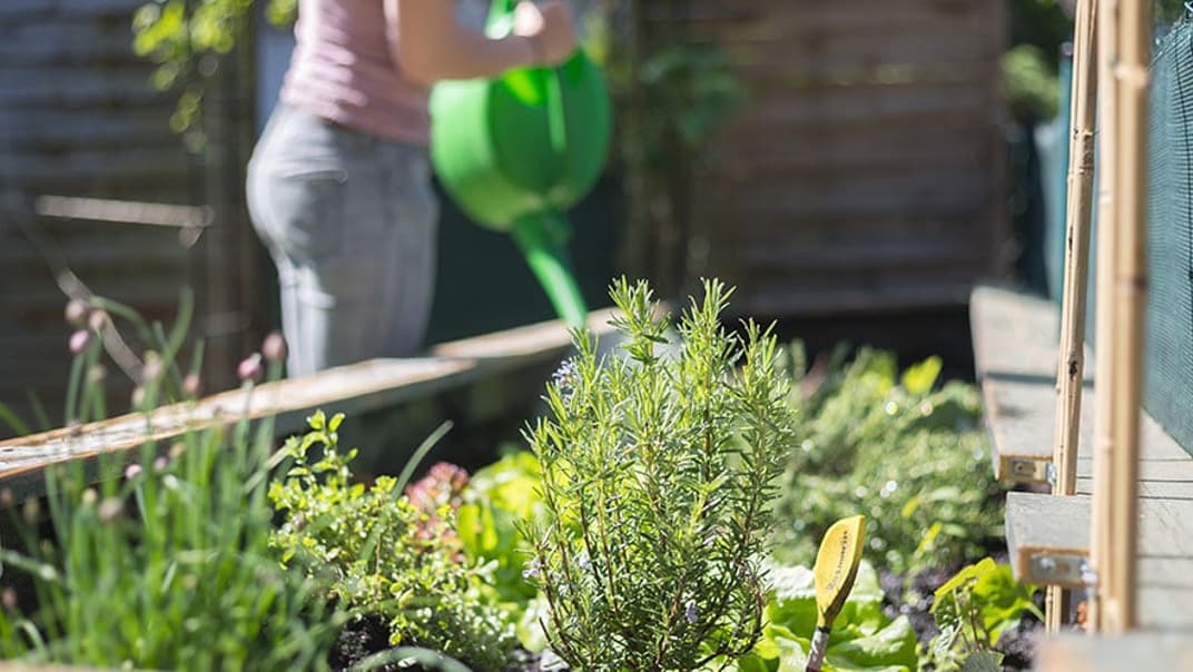 What’s the best way to water plants?- image