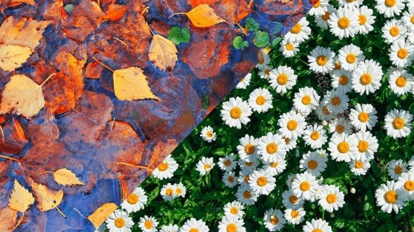 autumn leaves and summer daisies