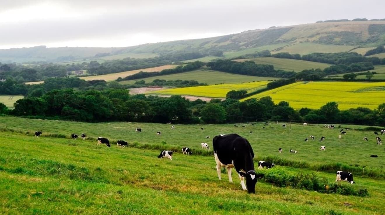 Farmland with grazing dairy cows