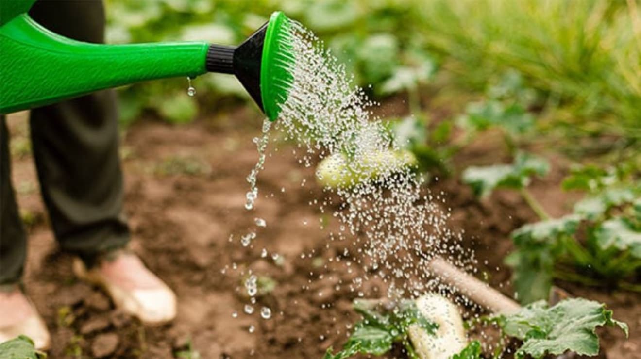 Green watering can sprinkling water over a flower bed