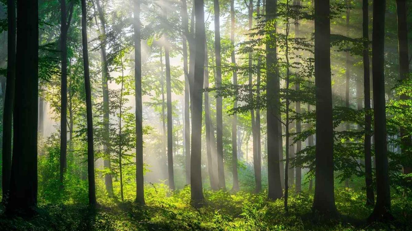 Paperless billing image