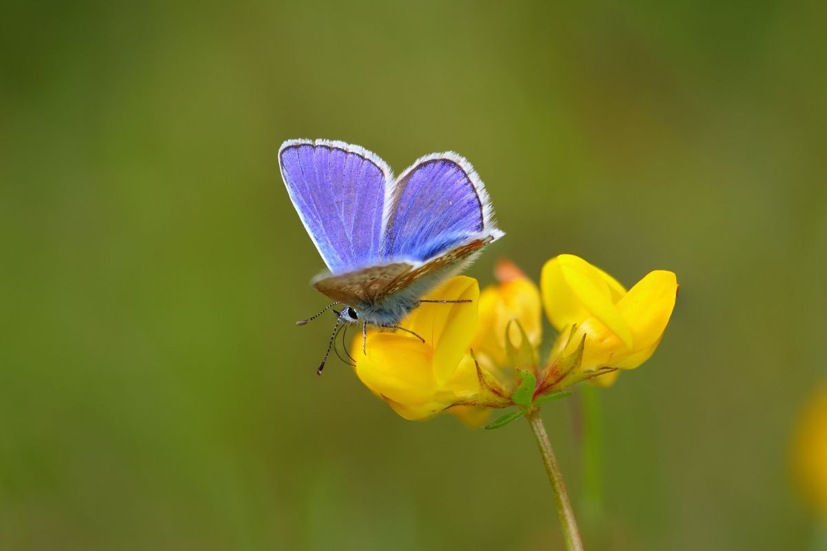 Common Blue butterfly sat on a Birds foot trefoil flower